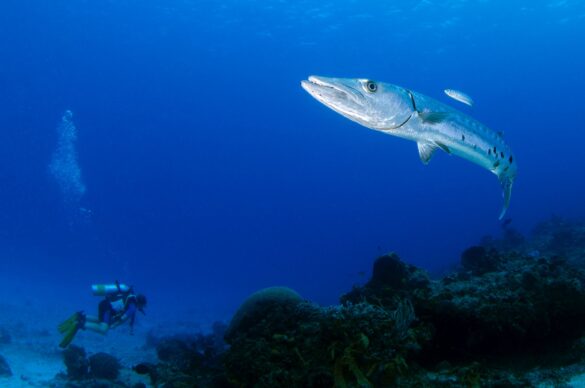 A Close-Up Shot of a Great Barracuda A Close-Up Shot of a Great Barracuda