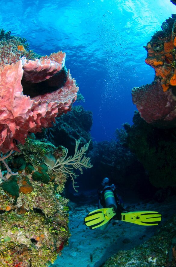 Scuba diving in Redang Island Scuba diving in Redang Island