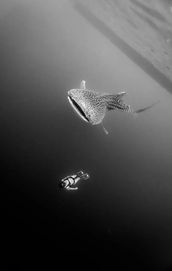 Black and White Photography of Diver and Whale Black and White Photography of Diver and Whale