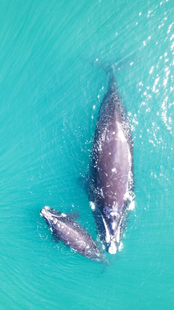 Black and White Dolphin on Water Black and White Dolphin on Water