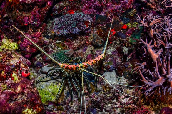 Green Lobster Resting on Purple Coral Reefs Green Lobster Resting on Purple Coral Reefs
