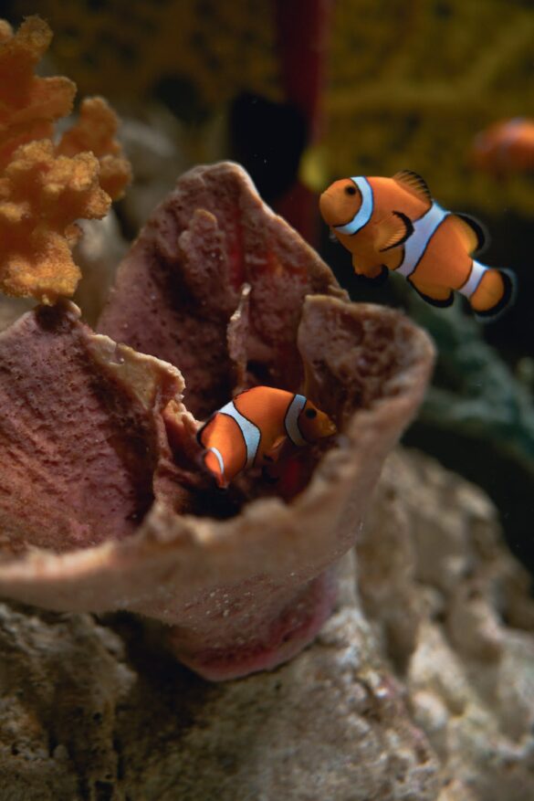 Clown Fishes Under Water Clown Fishes Under Water