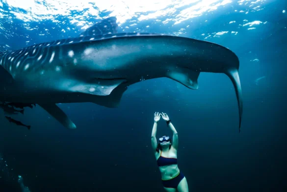 Woman doing Scubadiving near an Aquatic Animal Woman doing Scubadiving near an Aquatic Animal