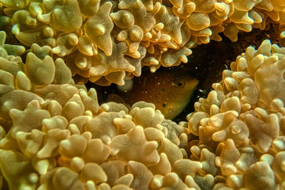 Fish Hiding on Brown and White Coral Reef Fish Hiding on Brown and White Coral Reef