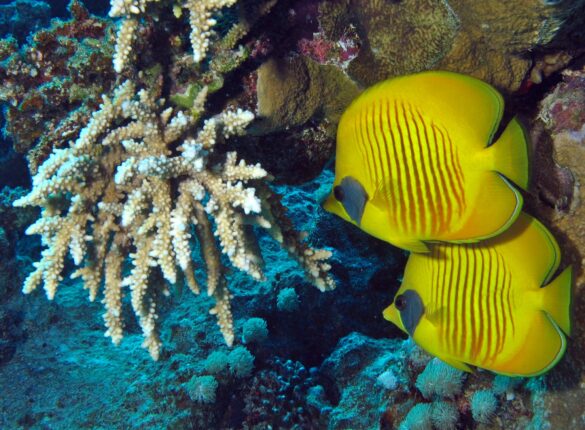 Yellow Fish on Blue Coral Reef Yellow Fish on Blue Coral Reef