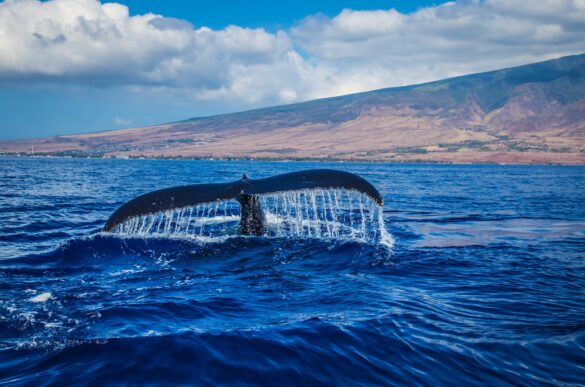 Photography of Whale Tail in Body of Water Photography of Whale Tail in Body of Water