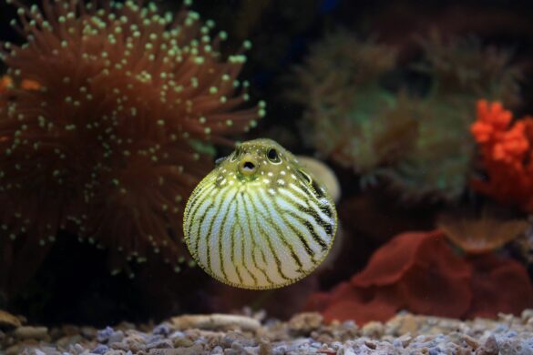 Puffer Fish in Aquarium Puffer Fish in Aquarium