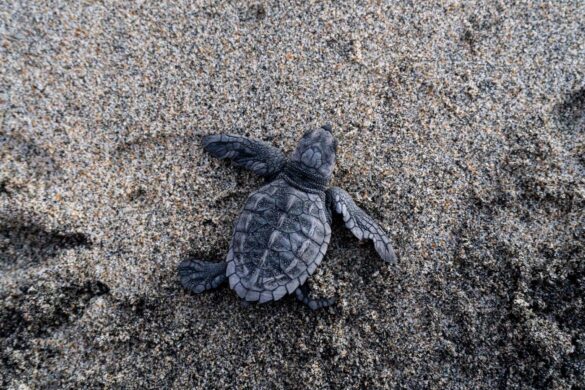 Loggerhead Sea Turtle on Beach Sand Loggerhead Sea Turtle on Beach Sand