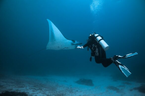 Scuba Diver and Manta Underwater Scuba Diver and Manta Underwater