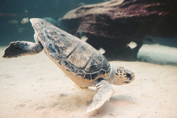 Underwater Photography of Brown and Black Turtle Near White Sand Underwater Photography of Brown and Black Turtle Near White Sand