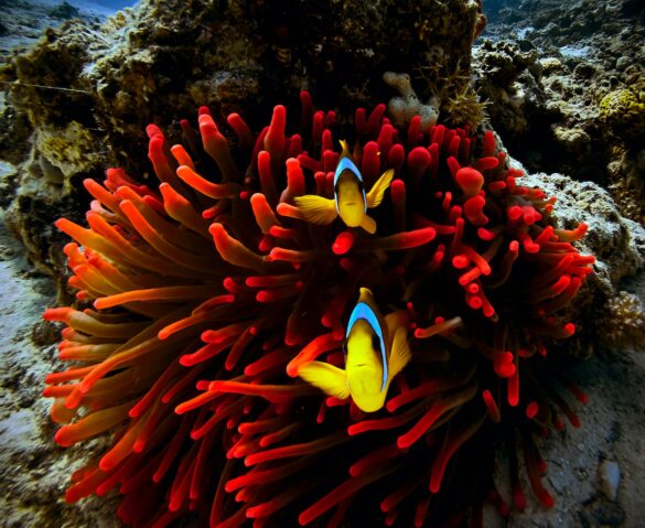 Orange and White Clown Fish Orange and White Clown Fish