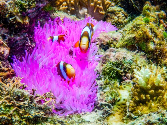 Group of Clown Fish on Coral Reef Group of Clown Fish on Coral Reef