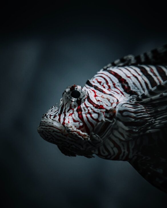 Close-Up Photo of White And Red Fish Close-Up Photo of White And Red Fish