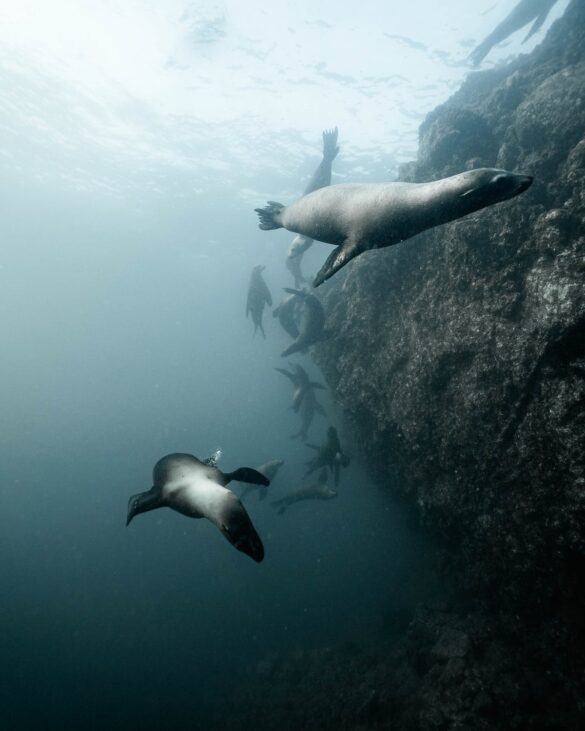 Sea Lion Swimming Underwater Sea Lion Swimming Underwater