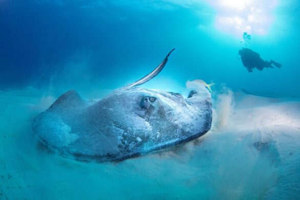 Big Stingray Underwater Big Stingray Underwater