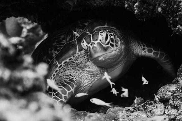 Grayscale Photo of Turtle in Water Grayscale Photo of Turtle in Water
