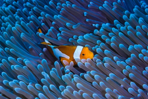Close Up Photo of Clownfish Underwater Close Up Photo of Clownfish Underwater