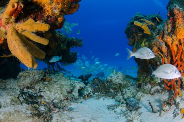 A School of Fish Near the Seabed A School of Fish Near the Seabed