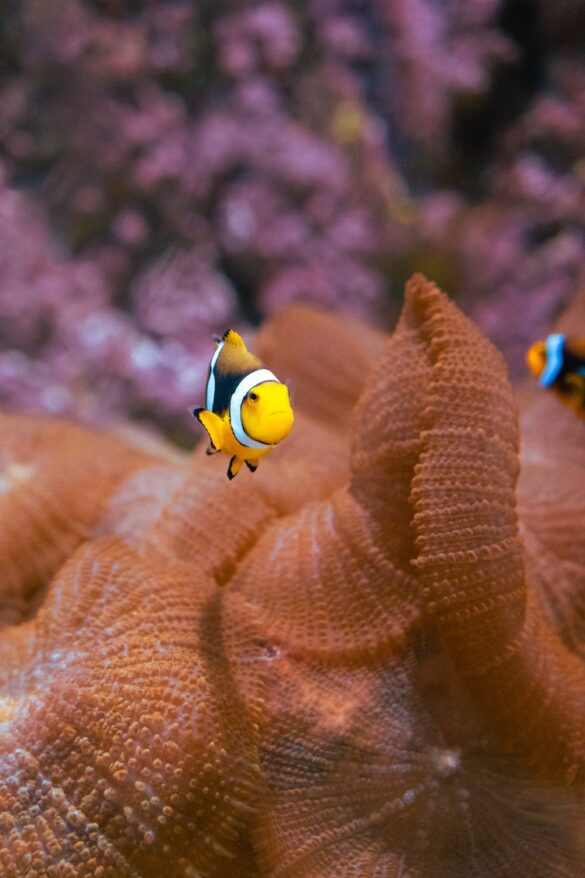 Underwater Photo of a Coral and Striped Fish Underwater Photo of a Coral and Striped Fish