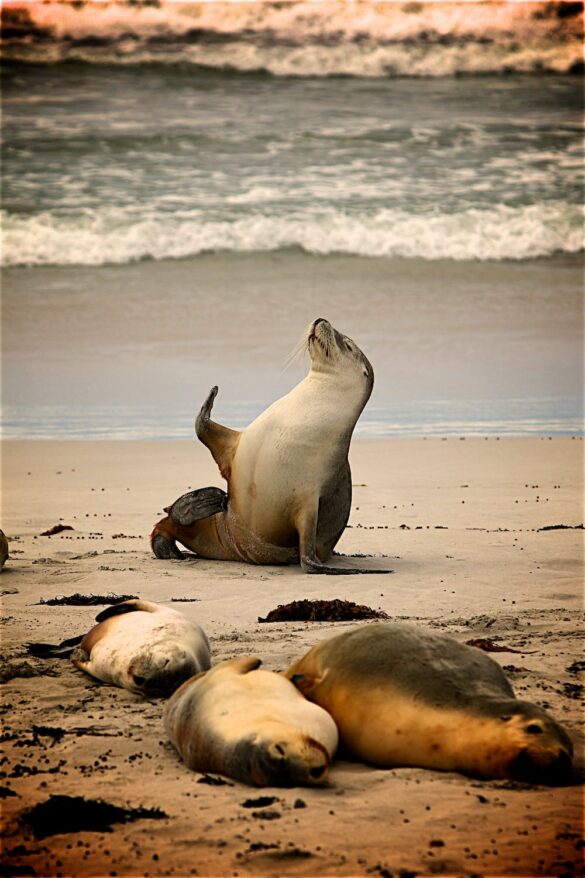 Sea Lion on Near Seashore during Daytime Sea Lion on Near Seashore during Daytime