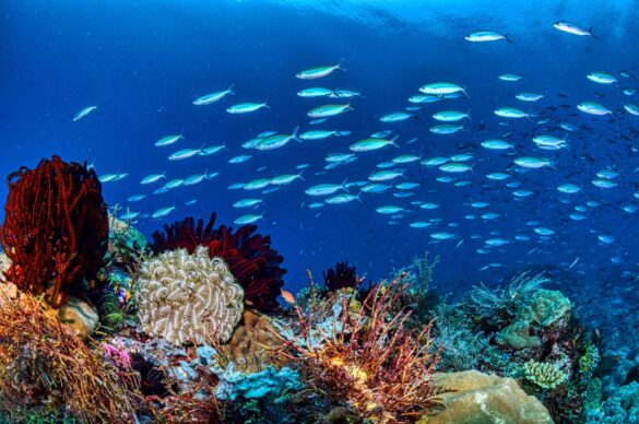 A School of Fish Swimming by a Coral Reef A School of Fish Swimming by a Coral Reef