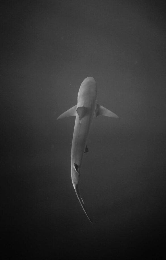 Shark Wwimming in Dark Watrer Shark Wwimming in Dark Watrer