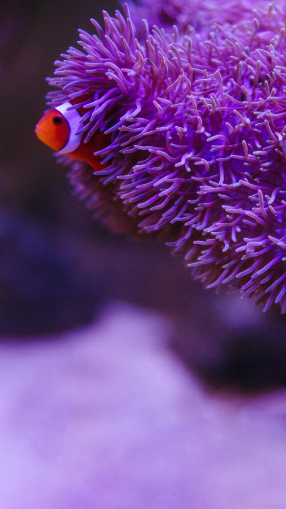 Bright clownfish near sea anemone Bright clownfish near sea anemone