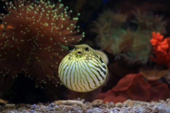 Puffer Fish in Aquarium Puffer Fish in Aquarium