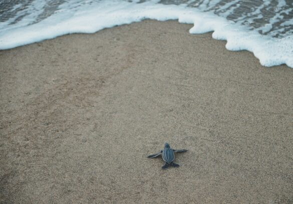 Black and Gray Sea Turtle on Brown Sand Black and Gray Sea Turtle on Brown Sand