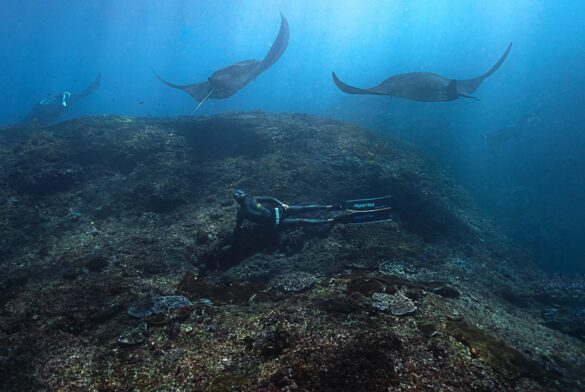 Divers Underwater Swimming with Manta Rays Divers Underwater Swimming with Manta Rays