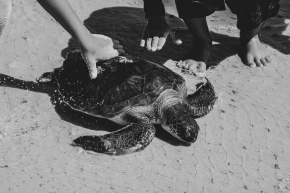 Grayscale Photo of a Turtle on the Beach Grayscale Photo of a Turtle on the Beach