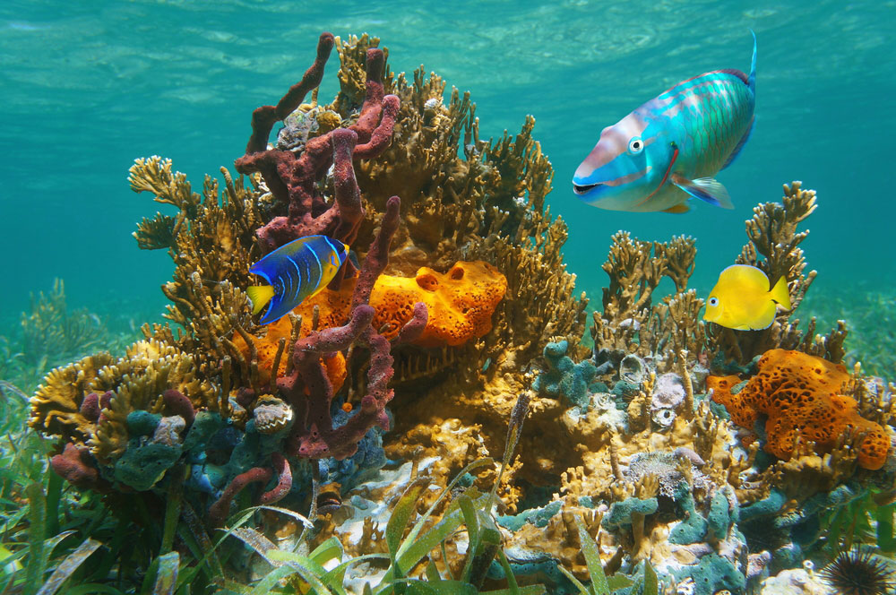Colorful Tropical Marina Life Underwater With Fish
