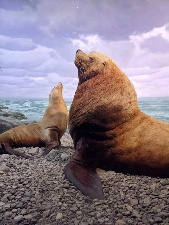 Sea Lions on a Rocky Beach Sea Lions on a Rocky Beach
