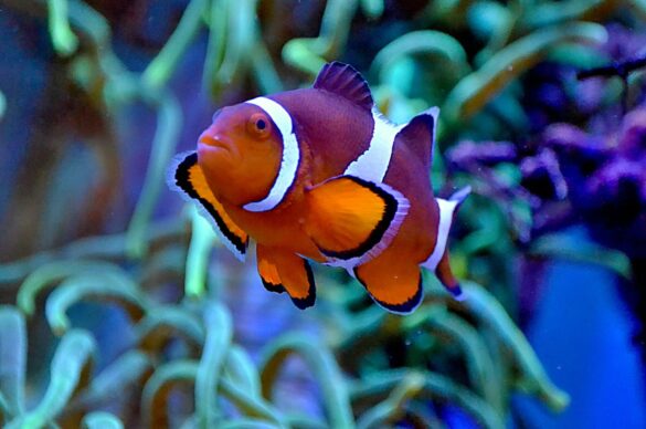 Bright exotic anemonefish swimming in aquarium Bright exotic anemonefish swimming in aquarium