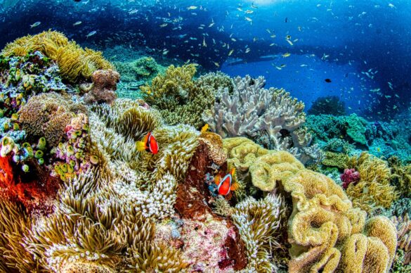 Vibrant Colored Coral Reef Underwater Vibrant Colored Coral Reef Underwater