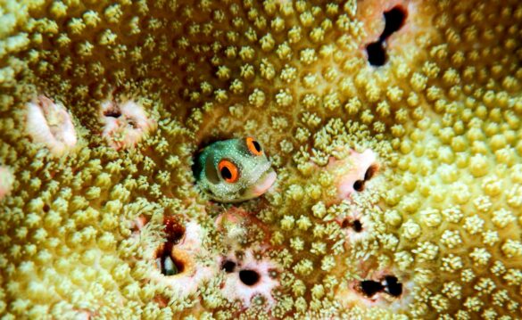 Macro Image of Sea Critters and Reef Fish Macro Image of Sea Critters and Reef Fish
