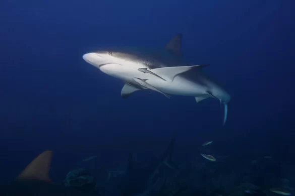Photograph of a Gray and White Bull Shark Swimming Photograph of a Gray and White Bull Shark Swimming