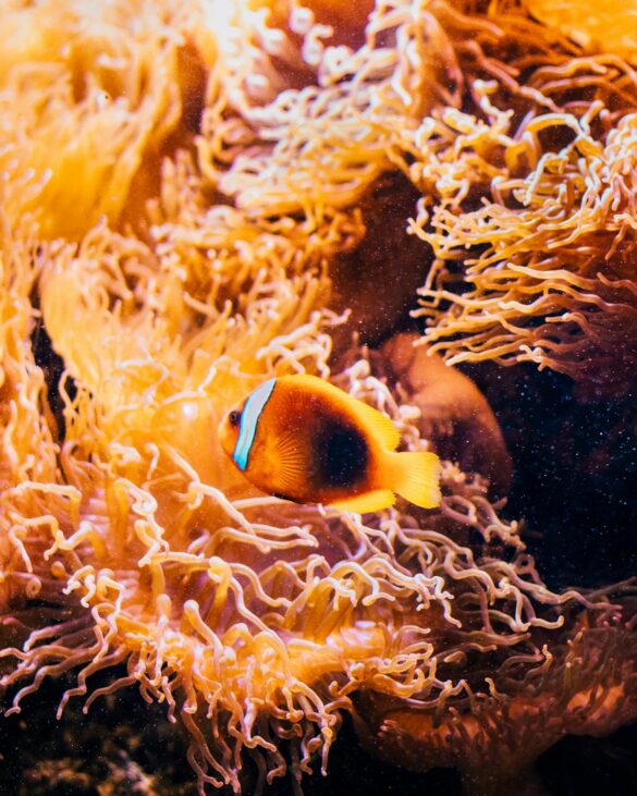 Close-up of a Clownfish Swimming on the Background of Coral Reef Close-up of a Clownfish Swimming on the Background of Coral Reef