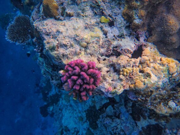 View of Coral Reef Underwater View of Coral Reef Underwater