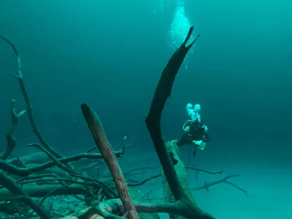 Scuba Diver Diving at Sunken Tree Branches Scuba Diver Diving at Sunken Tree Branches