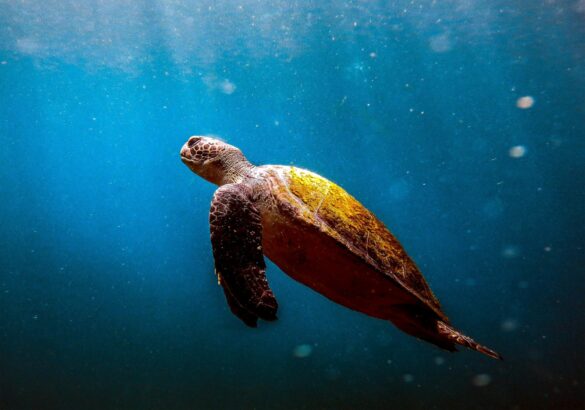 Brown and Black Turtle Under the Sea Brown and Black Turtle Under the Sea