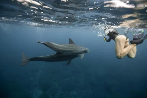 A Person Freediving with the Dolphins A Person Freediving with the Dolphins