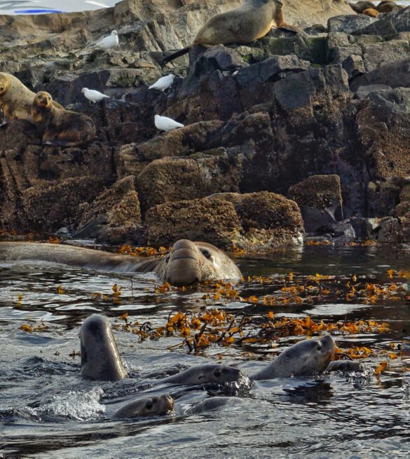 Seals on Water Near Rocky Shore Seals on Water Near Rocky Shore
