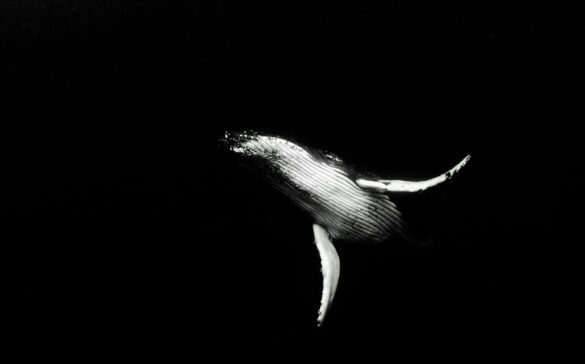 Monochrome photo of humpback whale Monochrome photo of humpback whale
