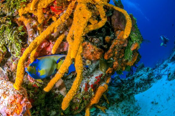 Underwater Photography of Queen Angelfish in Coral Reef Underwater Photography of Queen Angelfish in Coral Reef