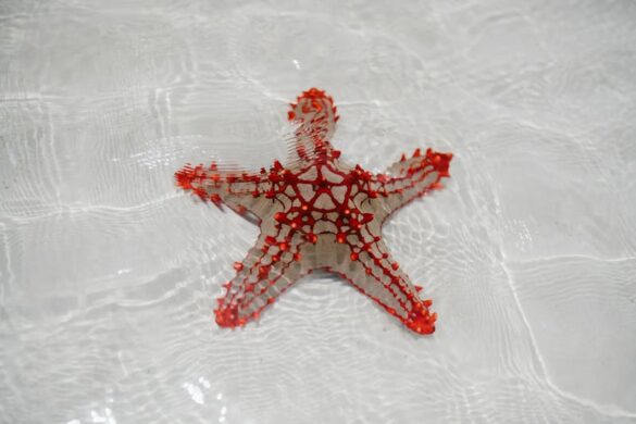 Red starfish on sandy bottom of clear sea Red starfish on sandy bottom of clear sea