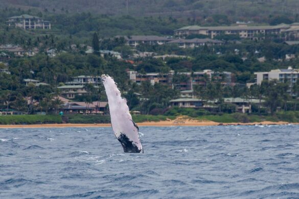 Fin of a Humpback Whale Above the Water Surface Fin of a Humpback Whale Above the Water Surface