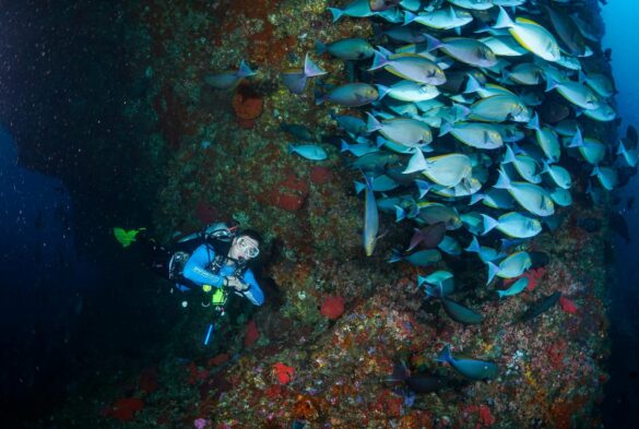 Man Diving near School of Fish Man Diving near School of Fish