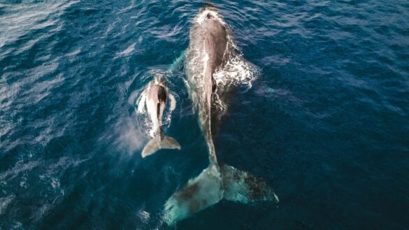 Whale with Calf in Sea Whale with Calf in Sea
