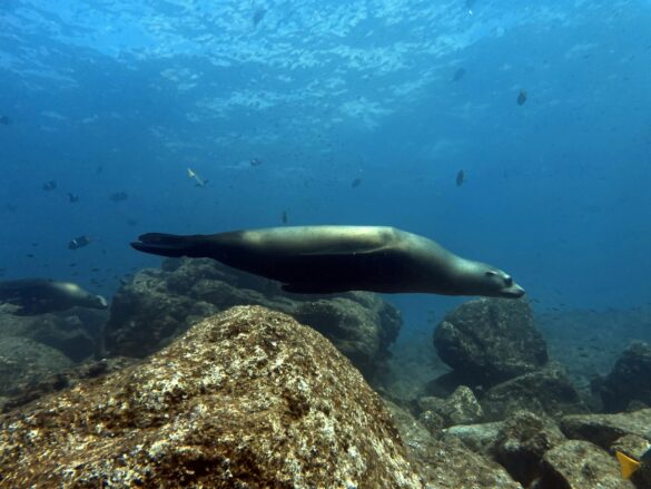 A Sea Lion Swimming Underwater A Sea Lion Swimming Underwater